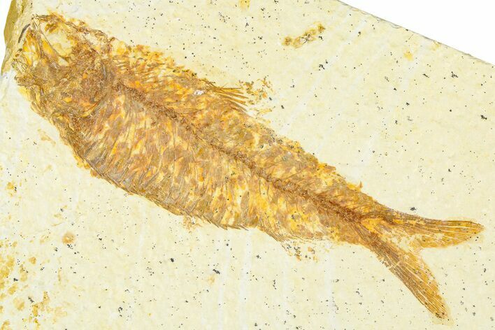 Detailed Fossil Fish (Knightia) - Wyoming #379440
